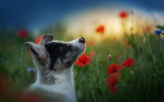 Dog looking up field flowers - animal free wallpaper for desktop