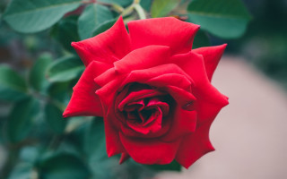 Red rose green leaves macro 6 - a red rose free wallpaper for desktop