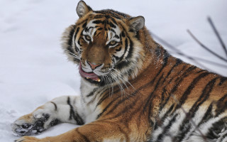 Tiger snow laying open mouth - mouth open free wallpaper