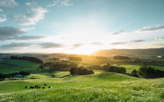 Grazing animals field sunset hills - douglas robertson bisset free wallpaper