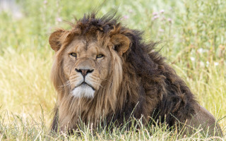 Lion lying in grass naturalism - a lion free wallpaper