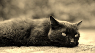 Black cat gothic beach ocean - looking free wallpaper