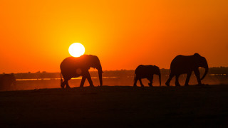 Elephants sunset field mountains silhouette - a group of elephants free wallpaper