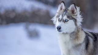 Husky blue eyes snow winter - husky free wallpaper for desktop