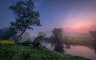 Tree hill river flowers foggy - artur tarnowski free wallpaper
