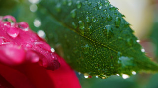 Flower water droplets green leaf - petal free wallpaper
