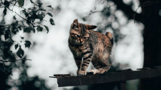 Cat wooden rail forest blurry - the background and a blurry background free wallpaper for desktop