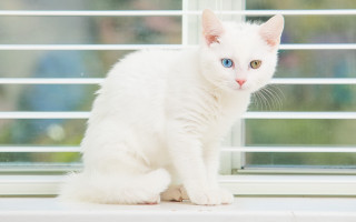 White cat window blinds blue - a white head free wallpaper