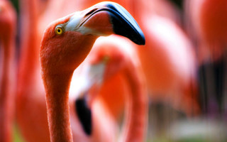 Flamingos field grass camera saturated - david young cameron free wallpaper