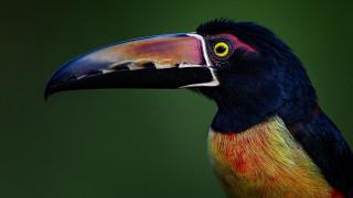 Colorful bird large beak black - a black head free wallpaper