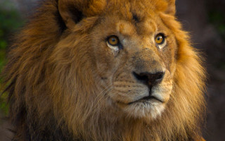 Lion closeup animalportrait realistic naturebushes - a blurry background of trees and bushes free wallpaper for desktop