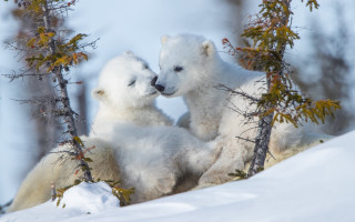Polar bears playing snow wildlife - the snow together free wallpaper