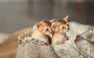 Kittens basket blue eyes blurry - a basket together free wallpaper