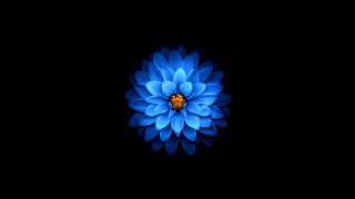 Blue flower yellow center 3d - a white center free wallpaper