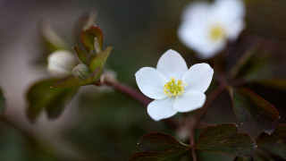 White flower yellow center leaves - leaf and buds free wallpaper