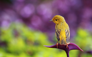 Yellow bird purple flower garden 2 - blurry free wallpaper