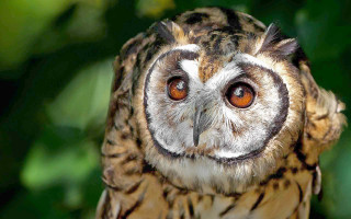 Owl bright eye blurry background - a blurry background of trees free wallpaper for desktop