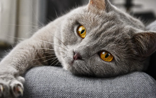 Gray cat yellow eyes couch - beautiful eye free wallpaper