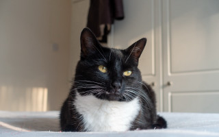 Black cat serious eyes bed - cat free wallpaper