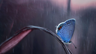 Blue butterfly rain pink flower - a pink flower in the foreground free wallpaper