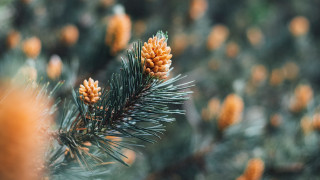 Pine tree cones bokeh christmas - boetius adamsz bolswert free wallpaper for desktop