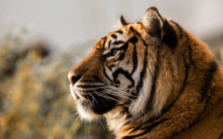 Tiger blurry background bernd fasching - a blurry background of trees and bushes free wallpaper for desktop