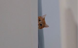 Cat peeking wall optical illusion - the wall free wallpaper