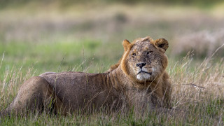 Lion grass field blurry background - a lion free wallpaper