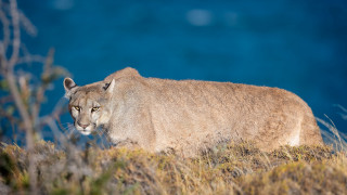 Mountain lion grassy hill blue - a grassy hill free wallpaper