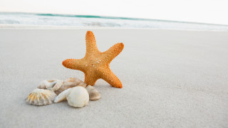 Starfish shells beach ocean waves 2 - a white sand beach free wallpaper for desktop