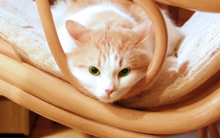 Cat sitting chair blanket green - a chair free wallpaper