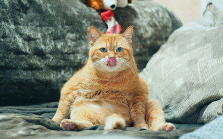 Cat tongue out couch stuffed - dom qwek free wallpaper for desktop