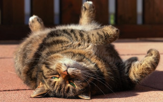 Cat glamor lay back green - its back free wallpaper