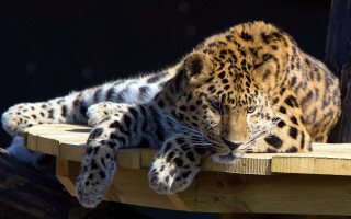 Leopard wooden platform black background - the platform free wallpaper
