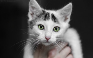 Green eyes cat black background - a white cat free wallpaper for desktop