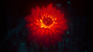 Red flower glowing spider lily - du jin free wallpaper