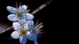 Flower butterfly white daisy lily - a blurry background behind free wallpaper for desktop