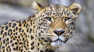 Leopard closeup blurry background animal - the camera free wallpaper for desktop