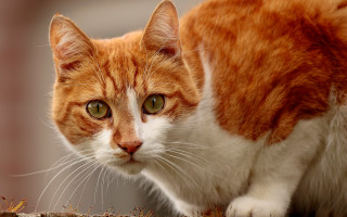 Serious green eyed cat on 2 - a dirt ground free wallpaper