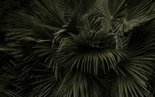 Palm tree clock bamboo fireworks - a white clock free wallpaper for desktop