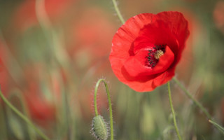 Red flower green grass background - green grass free wallpaper
