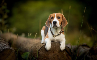 Beagle puppy woods sad collar - in the wood free wallpaper