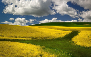 Yellow flower field cloudy sky 5 - a green hillside free wallpaper