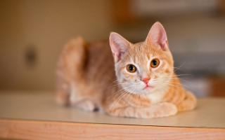 Sad cat table eye blurry - a sad look free wallpaper