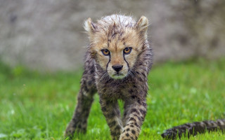 Cheetah cub walking grassy field - chinwe chukwuogoroy free wallpaper