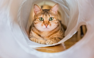 White cat curious bag green - curious free wallpaper