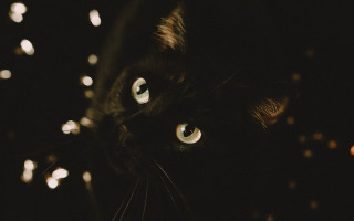 Black cat green eyes blurry 6 - a black cat free wallpaper for desktop