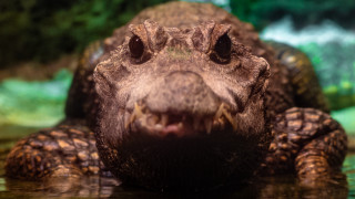 Alligator closeup water green trees - sharp focus free wallpaper