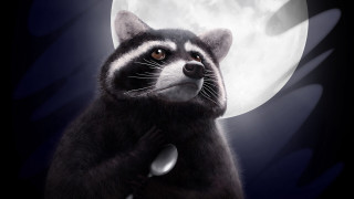 Raccoon fullmoon night sky furry - moonlight free wallpaper for desktop