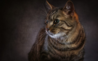 Sad cat blue eyes photorealistic - felix octavius carr darley free wallpaper